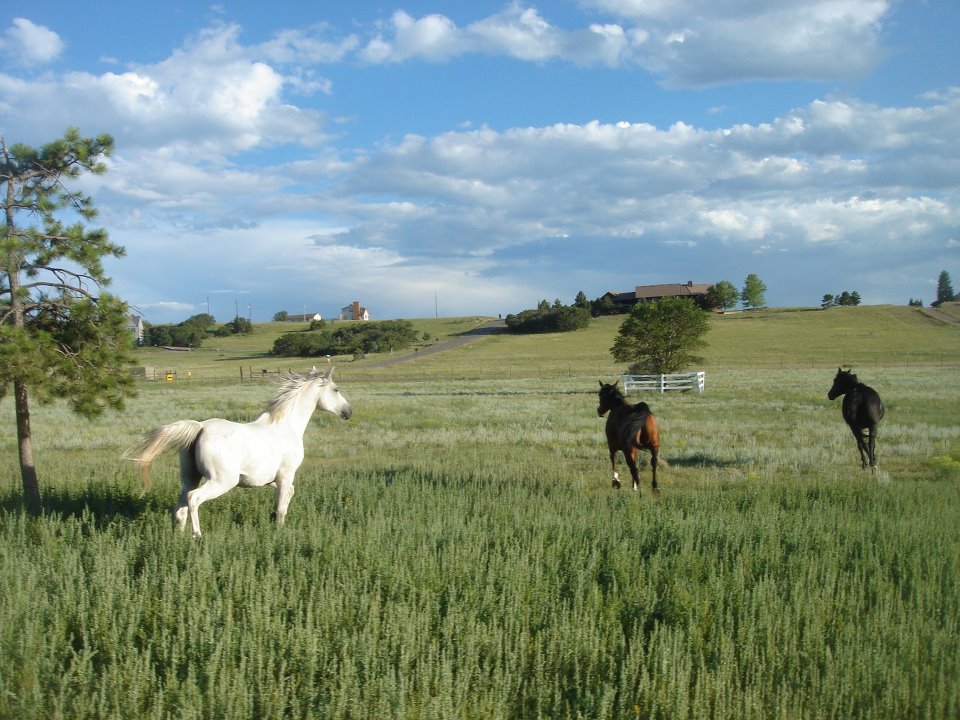 One of my favorite stables in Colorado